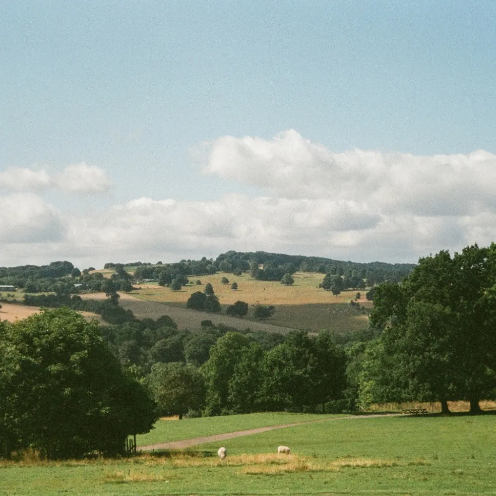 A grassy field with trees and hills from Yorkshire Sculpture Park Wakefield